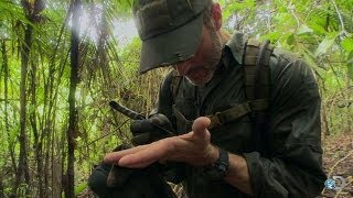 Black Palm Needles | Lone Target