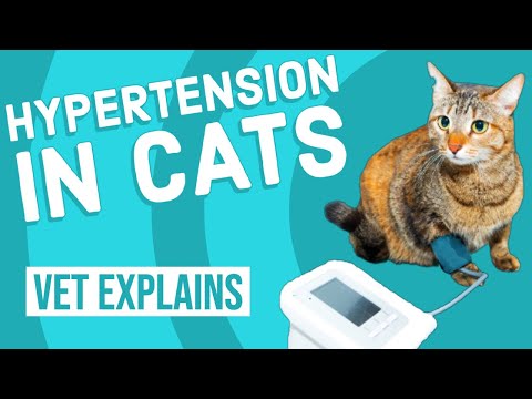 Hypertension in Cats | High Blood Pressure