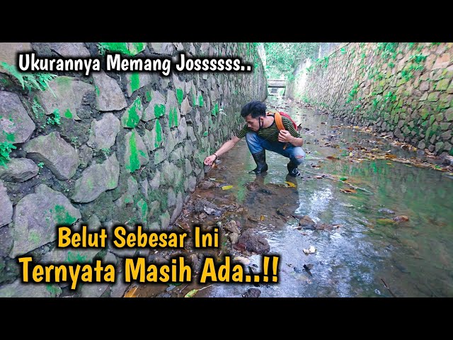 Видео Произношение Belut в Индонезийский