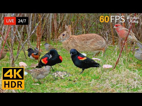 🔴 24/7 LIVE: Cat TV for Cats to Watch 😺 Beautiful Birds Bunnies and Squirrels In the Spring 4K HDR