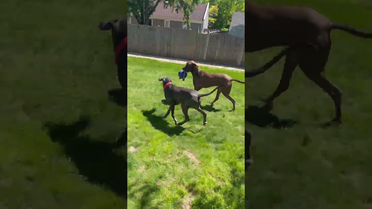 Enlarge Cherry, an adopted mixed breed in Warrenville, IL video 4/4