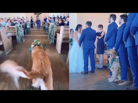 Dog Gets Distracted While Walking Down The Aisle At Parent's Wedding