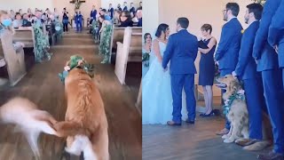 Dog Gets Distracted While Walking Down The Aisle A
