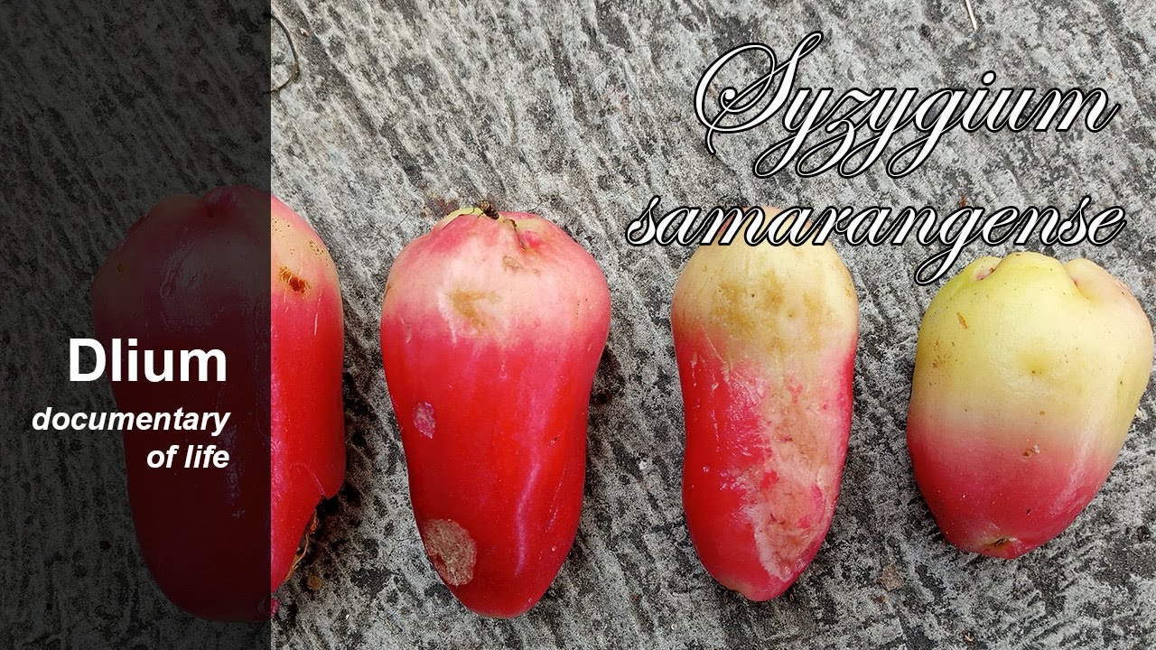 Java apple (Syzygium samarangense) - YouTube