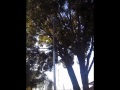 Mega Tree Rising