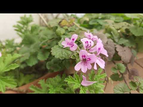 Pelargonium roseum,Pelargonium graveolens,Rose pelargonium,Barbarozë(1)