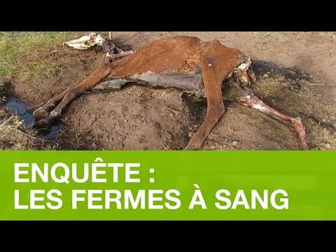 ENQUÊTE: LE BUSINESS DES FERMES À SANG DE JUMENT