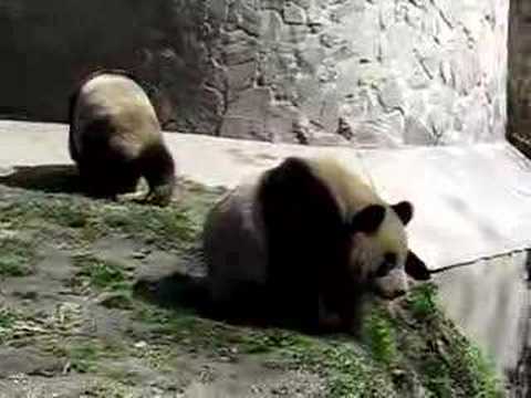 Funny animal videos - Panda Belly-dance