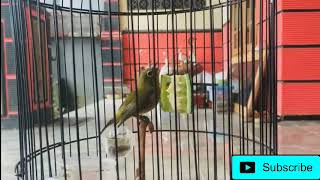 Download lagu Masteran pleci nembak gelatik || genjot gucit-gucit panjang mp3 Download lagu Masteran pleci nembak gelatik || genjot gucit-gucit panjang mp3