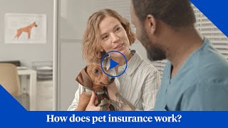 How Does Pet Insurance from Nationwide Work?