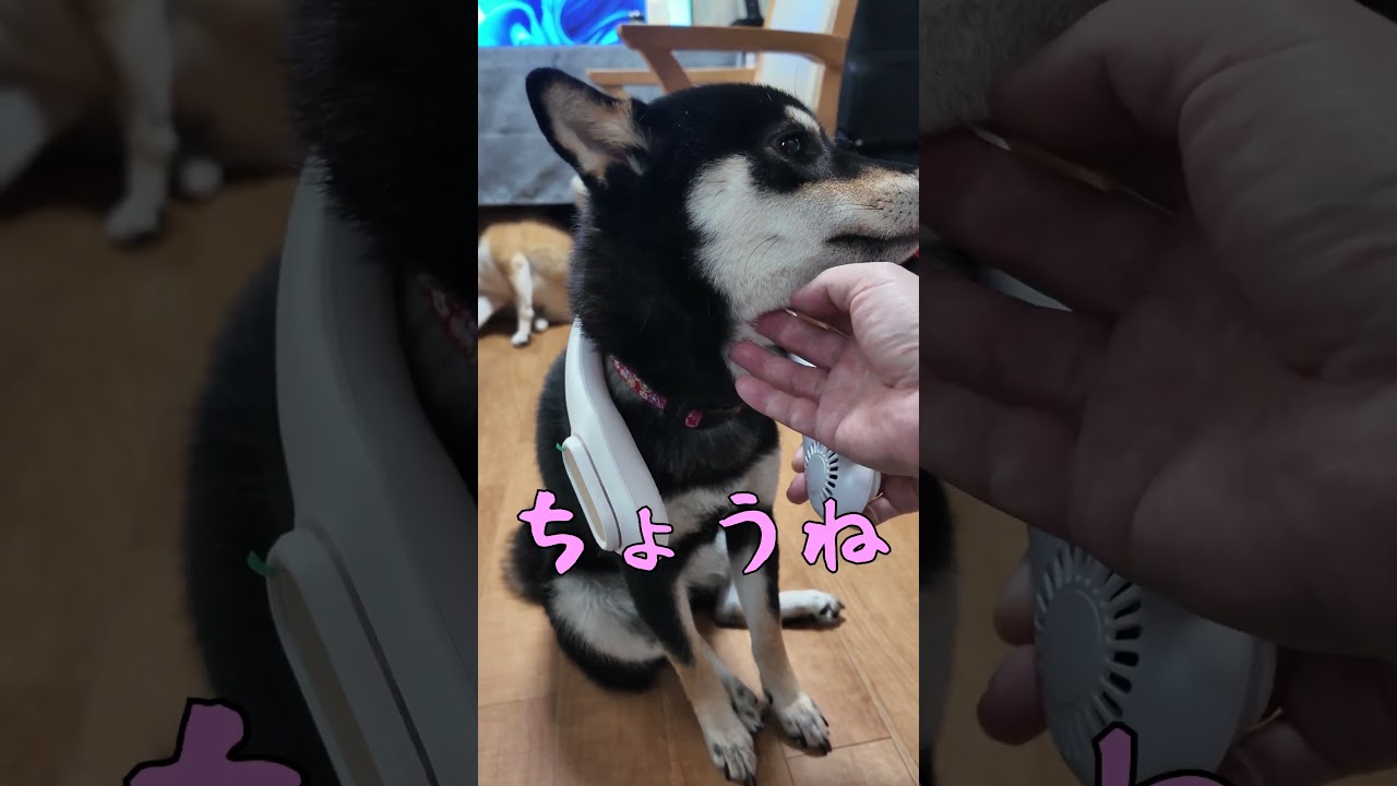 猛暑！柴犬さん、ネックファンで冷え冷え(笑)　京の柴犬てんちゃんネル　 #柴犬 #犬 #柴犬のいる暮らし