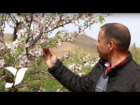 Que fait le projet de développement de la filière des amandiers dans la région de l'Oriental au Maroc ?