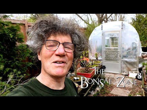 Die ersten Schritte einer langen Reise, Teil 1, The Bonsai Zone, April 2021