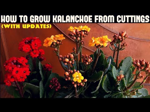 Kalanchoe és látomás