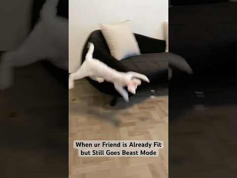 I Accidentally Built a Cat-Powered Engine ₍^. .^₎⟆ | #cat #catteaser #catzoomies