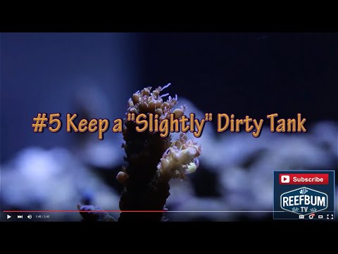 Top 10 Tips For Keeping a SPS Reef Tank