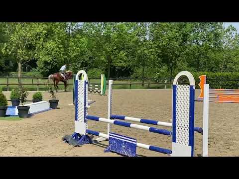 Chacfly ps (chacco blue) x Zambesi (heartbreaker) x Burggraaf 3 years old approved stallion