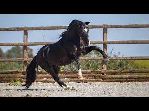 **SOLD** Head-turning piro free Lusitano: a baroque prospect (REF#790)