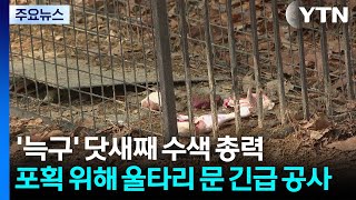 '늑구' 수색 총력...포획 위해 울타리 문 긴급 공사 / YTN