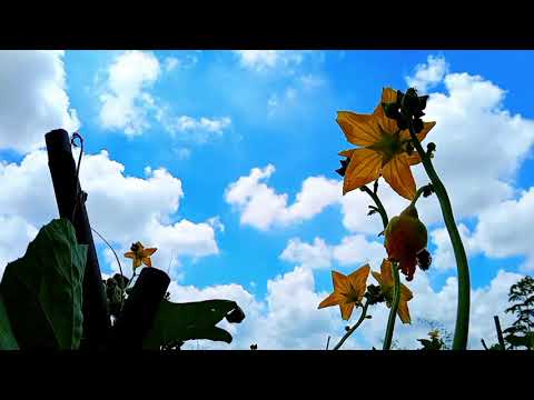 Flower & Sky | Beautiful Universe