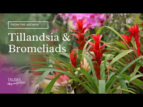 , title : 'Air Plants (Tillandsias) and Bromeliads by Tagawa Gardens'