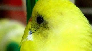 In Memoriam Budgie Li'l Babi (2005-2012)