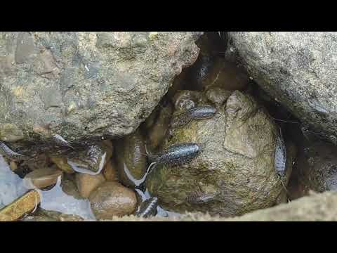 Very strange creature ! Alien or Roach ? that is Ligia taiwanensis !