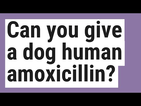 Can you give a dog human amoxicillin?