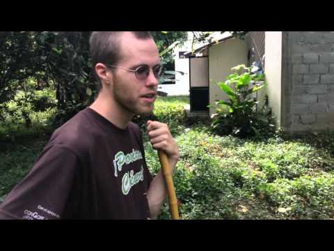 Chonta Palm: South America Tropical Plants