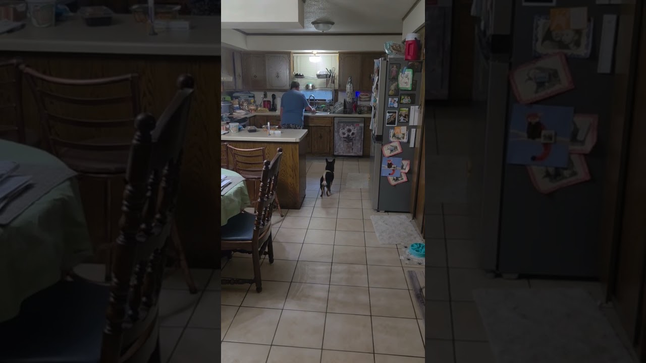 Enlarge Hubby D10316, a Adoptable mixed breed in St. Cloud, MN video 5/6