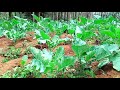 African Village Girl S Life Kitchen Garden Tour Kenya Africa