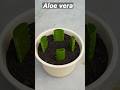 Growing Aloe Vera Tree From Leaf Cuttings Aloe Vera Shorts