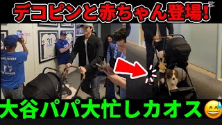デコピンと赤ちゃん登場！大谷パパ大忙しカオス🐶👶💥
