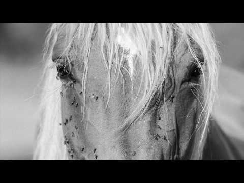 Fed Horses - Ti ne poznaš konjev (Official Audio)