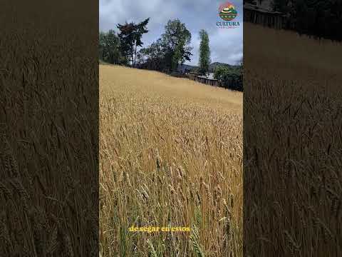 Trigales en Socotá Boyacá #campo #trigo #naturaleza