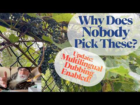 Food Forests: Wild Grapes – A Must-Have Permaculture Plant