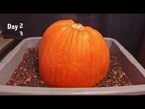 Red Pumpkin vs Red Wrigglers, 62 Days Decomopsition, Time Lapse
