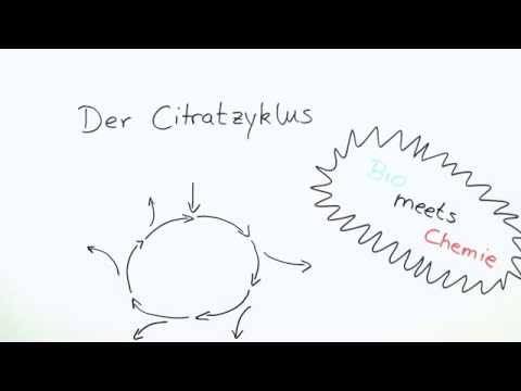 Der Citratzyklus Schritt für Schritt erklärt | Biologie | Humanbiologie