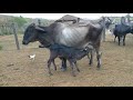 Tirando Leite Das Vacas No Curral Pela Manhã Surgimento Da Chapada A Mãe De Leite Da Tabuadinha