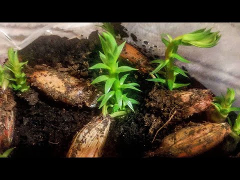 Monkey puzzle tree. how to  Germinat seed  the right way. simpel steps . seeds sprouting