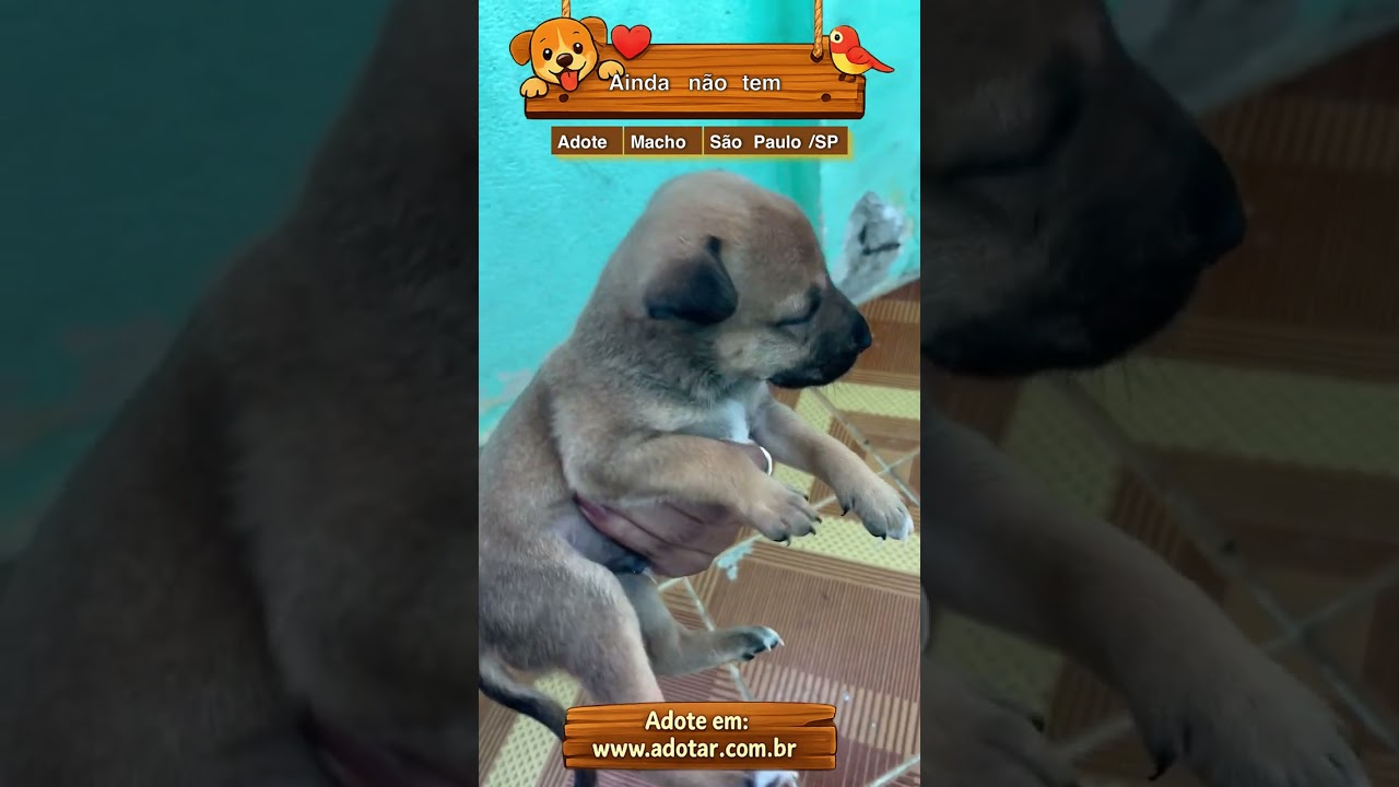 Cachorro raça SRD-ViraLata idade Abaixo de 2 meses nome sem nome 