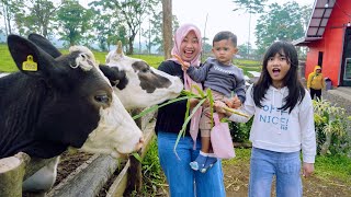 Download lagu AZAM FEEDING COWS AND GOATS 🐄 FAMILY HOLIDAY TO PUNCAK mp3