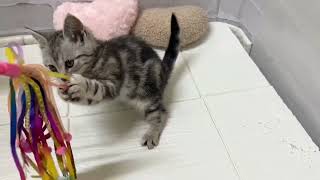 アメリカンショートヘアの動画01