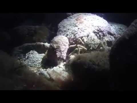 Grodmännen Västkusten 2016