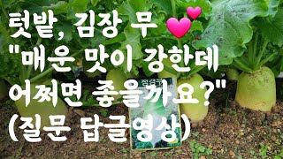 "김장무 매운맛이 강한데 어쩌면 좋을까요?" (질문 답글영상)