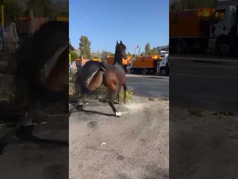 , title : 'Deliler Delisi Maşallah - Değerini Siz Söyleyin? #atlar #binicilik #cirit #horse'