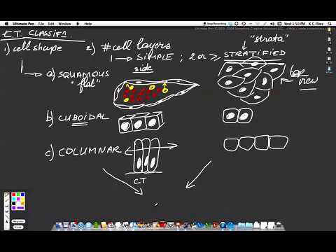 04D-Histology-Epithelial Tissues: Classification