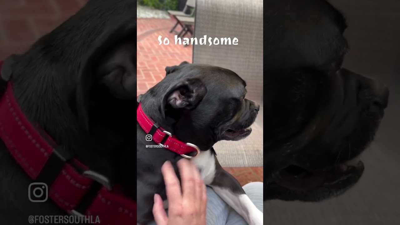 Enlarge Sparky, a Adoptable mixed breed in Burbank, CA video 6/6