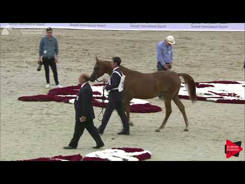 25 HADIR AL ZOBAIR Sharjah International 2018