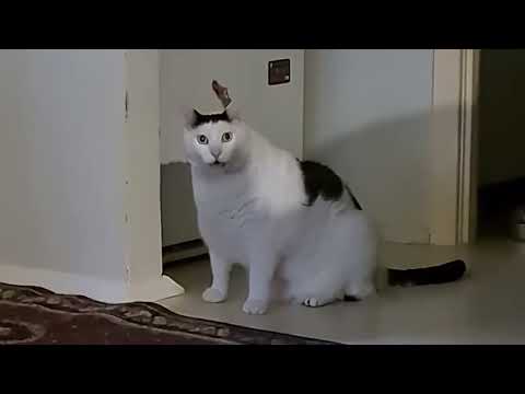 Tächtel Mächtel mit Bingbong #shorts #clips #peak